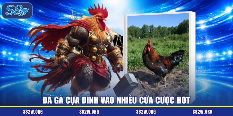 Đá gà cựa đỉnh vào nhiều cửa cược hot